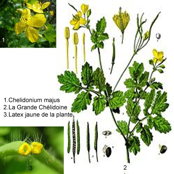 Cette espèce est très variable, en particulier dans la forme des feuilles et dans leurs divisions. On a décrit plus de vingt variétés. La tige dressée et ramifiée atteint 30 à 50 cm de haut. Elle est cylindrique, poilue par endroits et les blessures laissent échapper un latex jaune à orange, couleur due à son pigment, la chélidoxanthine. Les feuilles inférieures sont pétiolées, celles du sommet sont sessiles. Elles sont molles, imparipennées et crénelées (parfois dentées), de couleur un peu glauque (surtout en dessous). Les fleurs poussent en ombelle à l'extrémité de longs pédoncules. Elles ont environ 2 cm de diamètre, elles comportent deux sépales verts caducs, quatre pétales jaunes, et de nombreuses étamines de la même couleur que les pétales. Après fécondation l'ovaire se transforme en capsule linéaire qui peut atteindre 5 cm de long et qui ressemble beaucoup à une gousse, aussi appelée une silique. Les graines sont petites et noires. Elles possèdent un élaïosome qui attire les fourmis qui assurent la dispersion des graines (myrmécochorie).