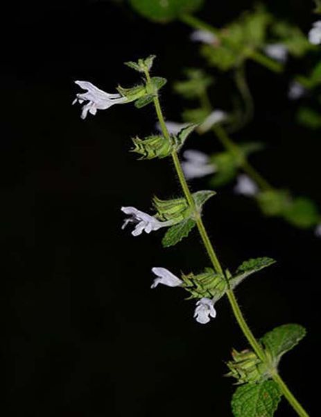 La mélisse (Melissa officinalis) a des propriétés antivirales