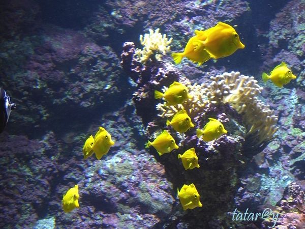 Aquarium de la Rochelle . 1/3