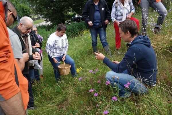 Aller cueillir une salade avec des plantes sauvages