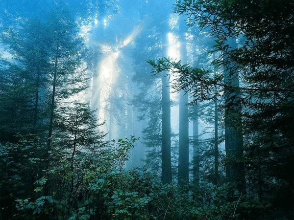 L'Ecologisme intégral