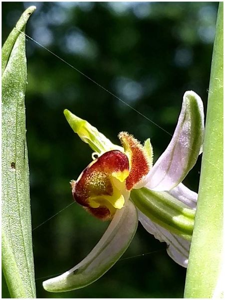 Ophrys abeille