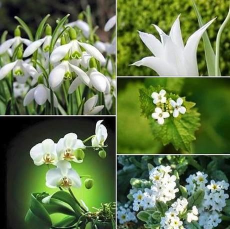 En boutons d'Avril...