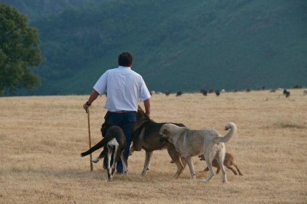 Les loups et les moutons à la recherche du Vivre Ensemble...
