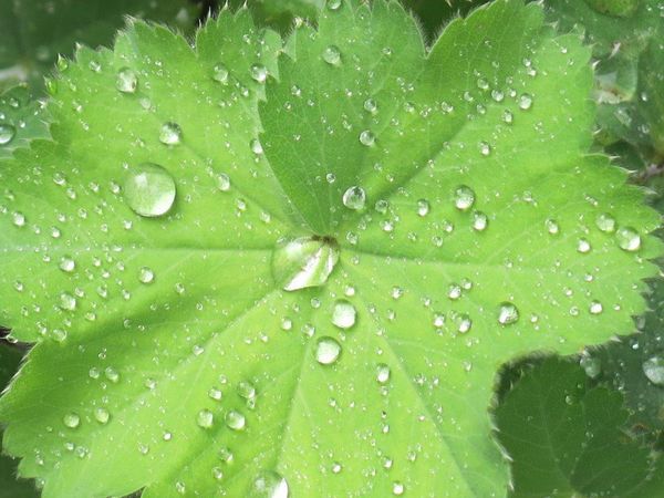 Une goutte suffit