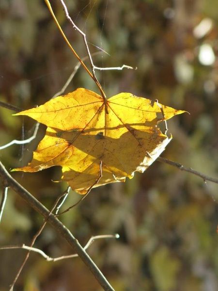 Feuille d'automne
