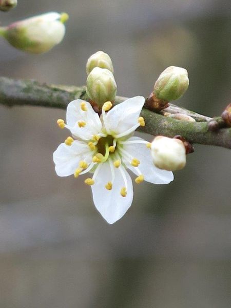 Le printemps passe par toi