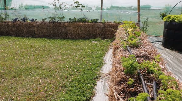 Culture sur ballots au Jardin de l'Ermite