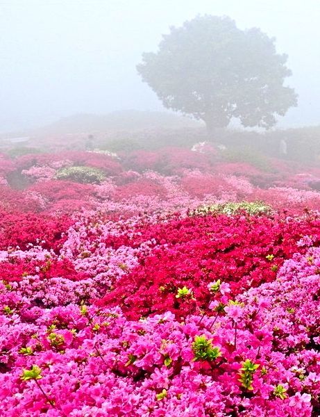 L’amour ne peut être imité, il est immanent