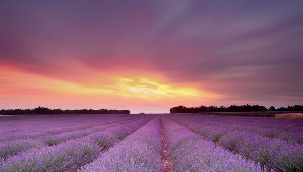 Une rose de fraternité mondiale