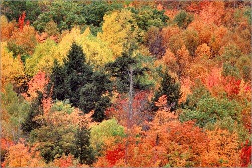 Message de l'Esprit de la forêt
