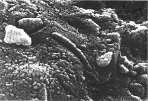 FOTOGRAFIA DONDE SE MUESTRA EL FOSIL MARCIANO DE UN GUSANO,EN EL METIORITO ALH 84001 CAIDO DESDE EL PLANETA MARTE A LA TIERRA EN LA ANTARTIDA O CONTIENENTE ANTARTICO.