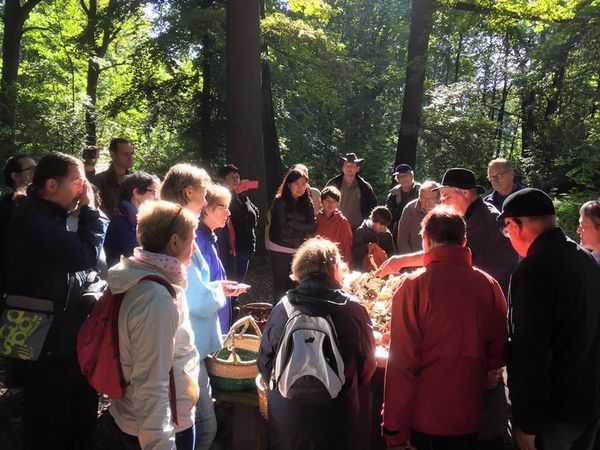 les sorties champignons de l'association du centre nature