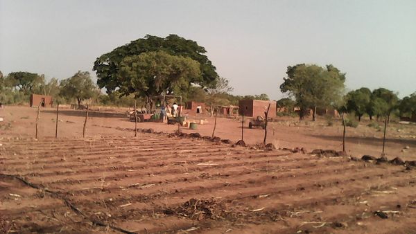 Distribution d'eau potable et culture maraîchère au projet Wurodinisso