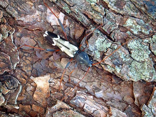 Entomología