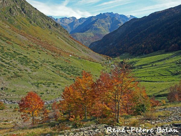 Hêtres automnaux. Granges de Bué.