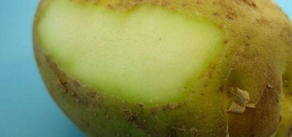 Pourquoi les parties vertes de la pomme de terre sont dangereuses