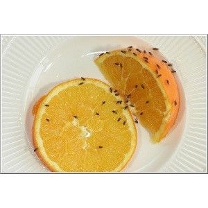 comment faire pour éloigner les petites mouches des fruits