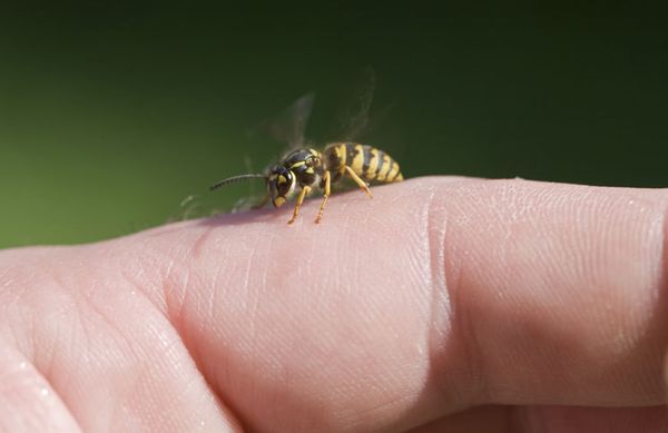 Piqûre de guêpe : 5 remèdes faciles pour y remédier