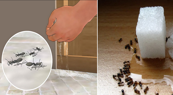 COMMENT SUPPRIMER DÉFINITIVEMENT LES FOURMIS! (SANS PESTICIDES NOCIFS)