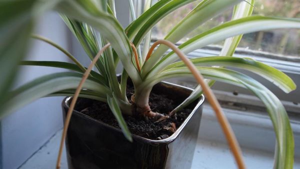 Envie de dormir comme un bébé ? Voici les 5 plantes à mettre dans votre chambre à coucher
