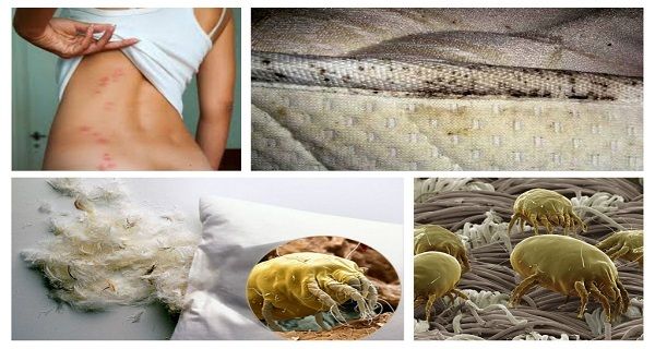 1,5 millions acariens des poussières peuvent être vivants dans votre lit! Les détruire en faisant cela une seule chose