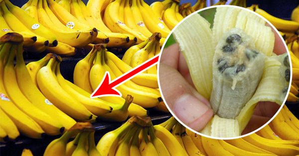 Offre mondiale de bananes en danger après la propagation de ce virus mortel!