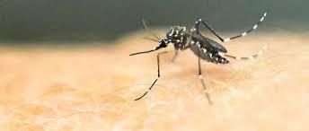 Virus Zika, alerte mondiale de l’OMS