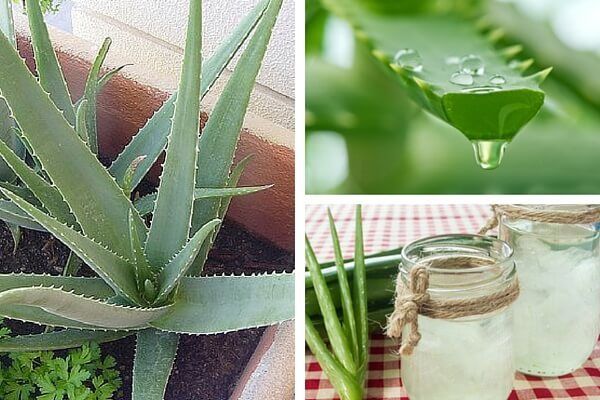 Découvrez pourquoi il est bon de cultiver de l’aloe vera chez soi