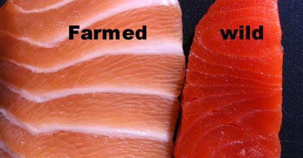Le saumon d'élevage est plein d'antibiotiques et Mercure! Voici comment savoir si votre saumon est bien