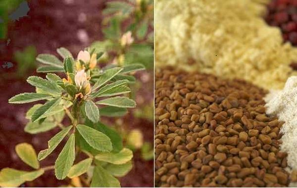 Un miracle de la nature - une graine qui augmentent naturellement les seins et réduit le poids