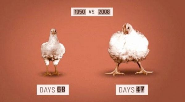 Poulets et les dindes des marchés contiennent encore l'arsenic qui cause le cancer