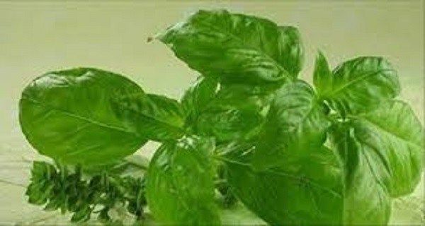 Dieu a fait cet antibiotique naturel pour les gens! Il est l'antioxydant le plus puissant et il va nettoyer votre Artères De LDL Cholestérol