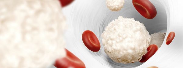 Jeûner 3 jours renouvelle le système immunitaire entièrement
