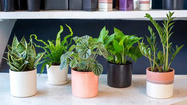 5 plantes pour la chambre à coucher qui aideront à améliorer la qualité du sommeil!