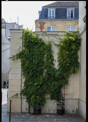 Un permis pour végétaliser Paris
