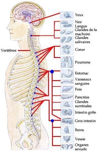 L’origine réelle vos douleurs