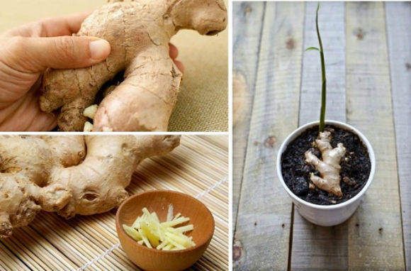 Apprenez à faire pousser gingembre biologique à la maison (+ avantages)