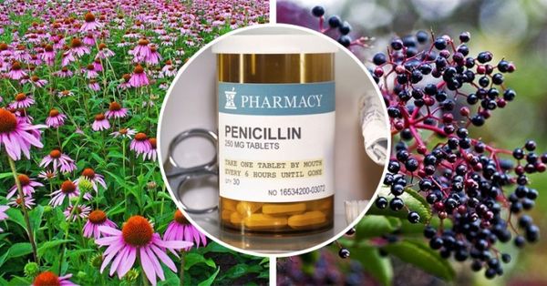 8 ANTIBIOTIQUES ALTERNATIVES QUE VOTRE MÉDECIN NE VEUT PAS QUE VOUS SACHIEZ