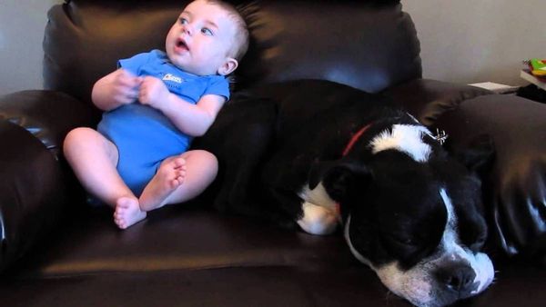 Le bébé a rempli les couches: Tout le monde va soutenir la réaction du chien! (VIDEO)