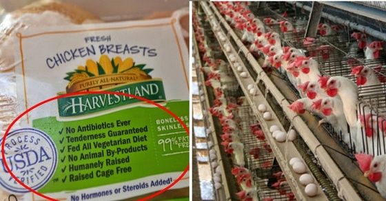 Attention à ces 3 signes d'avertissement sur les étiquettes de la viande «biologique» et oeufs
