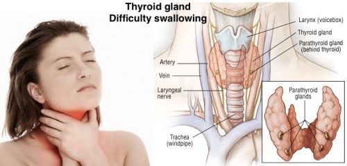 Comment réinitialiser votre thyroïde à brûler les graisses et activer votre métabolisme