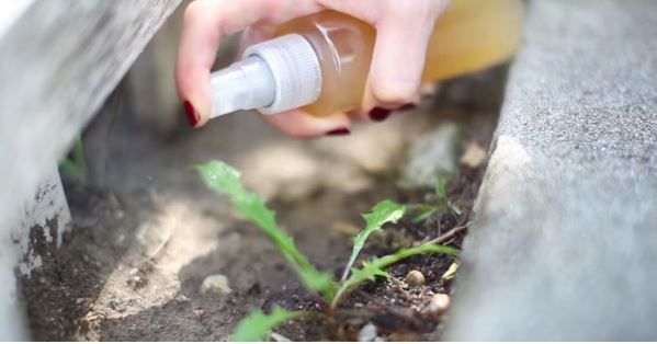 Elle rempli une bouteille de vinaigre de cidre et asperge le jardin avec. La raison est incroyable !
