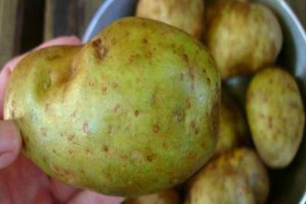 AVERTISSEMENT: si vous remarquez cela sur votre pommes de terre, les jeter immédiatement. Ça pourrait sauver ta vie…