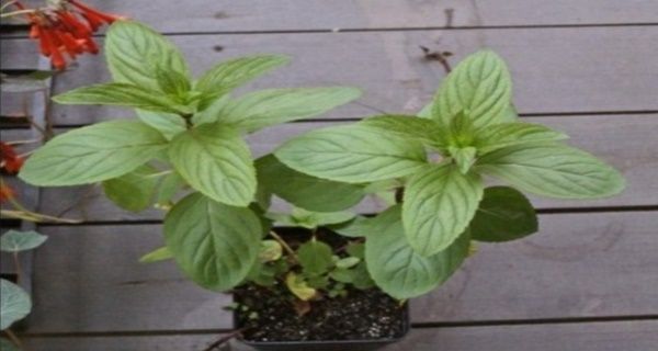 Si vous avez cette plante dans votre maison, Vous n'aurez jamais Voir araignées et autres insectes!