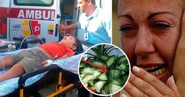 Shocking: son fils a été empoisonné par cette plante! Il est extrêmement important pour vous de savoir!