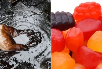 Le texte suivant 5 des collations pour nos enfants et sont extrêmement nuisibles sont constitués d'ingrédients à base de pétrole :