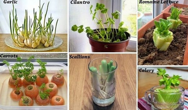 6 Légumes Vous achetez une fois et pour toujours repousser. Comment les cultiver!