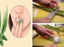 QU'EST-CE QUE L'ALOE VERA-T-ELLE DANS VOTRE CORPS: POURQUOI LES EGYPTIENS L'APPELAIENT LA PLANTE IMMORTALITÉ?