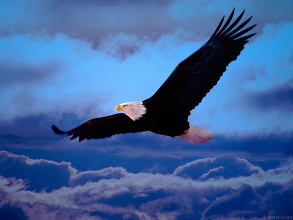 Un rapace libre